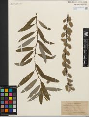 Foto von Salix humilis Marshall x Salix sericea Marshall